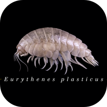 Eurythenes plasticus - Hero Image 2