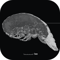 Eurythenes plasticus - MicroCT Scan